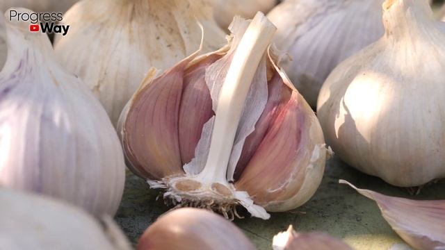 Дайте Озимому Чесноку СОЛЬ При Посадке! Результаты Реально Потрясающие! смотреть онлайн