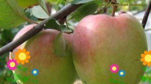 Яблоня домашняя Зимняя красавица. Краткий обзор, описание malus domestica Zimniaia krasavitca