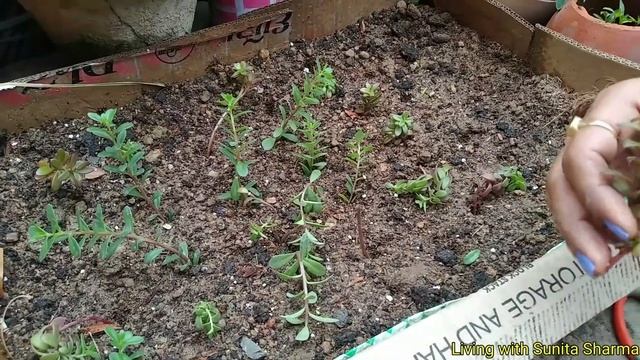 How To Plant And Grow Colious & Common Purslanes / Portulaca Oleracea From Cutting