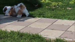 щенок ши-тцу питомника Чесвет Лайн