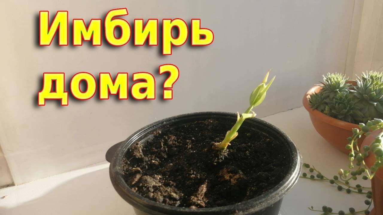 Сажаем имбирь дома
