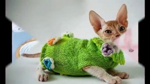 Шьем и вяжем одежду для кошек