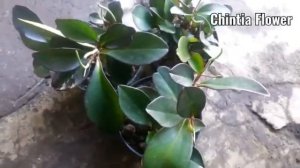 Tanaman Peperomia Clusiifolia Green