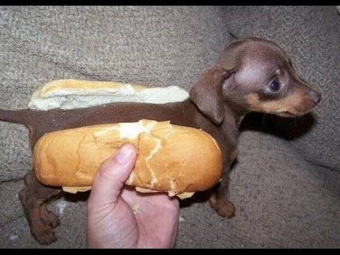 Смех до слез: Веселые приколы с самыми смешными собаками!