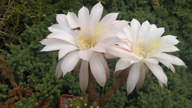 Echinopsis subdenudata. Flowers.