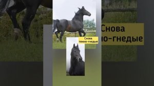 Отличие караковой масти от темно-гнедой. Масти лошадей