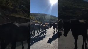 Самые красивые дорогие Лошади Дагестана Чародинский район Ириб