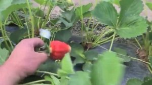 КАК ВЫРАСТИТЬ СЛАДКУЮ КЛУБНИКУ? КЛУБНИКА СЛАЩЕ САХАРА! #клубника #подкормкаклубники #удобрение