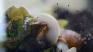 Achatina Fulica Albino Eating