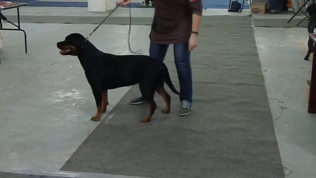 Выставка собак Владивосток 29.11.14 Суки открытый класс смотреть онлайн