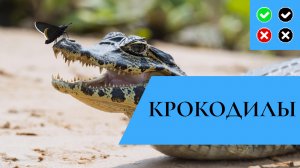 КРОКОДИЛЫ – интересные факты