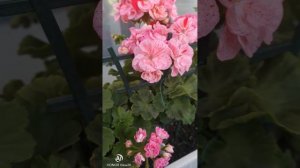 #обзорпеларгоний Tara Caws #обзор 11.07.23