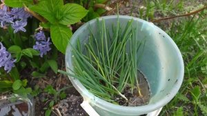 Посадка ЛУКА ЭКСИБИШЕН в грунт. Уход.Защита от ЛУКОВОЙ МУХИ.