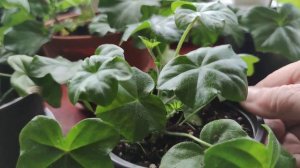 Плющелистная пеларгония из семян. Пять правил