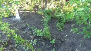 Йошта очень вкусные ягоды. Размножение Йошты