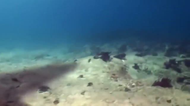 10 фактов о МЕГАЛОДОНЕ смотреть онлайн