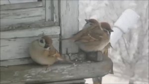 ШИХАНЫ - 2 (Вольск-18)