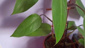 Небольшой обзор растений в моей комнате ?