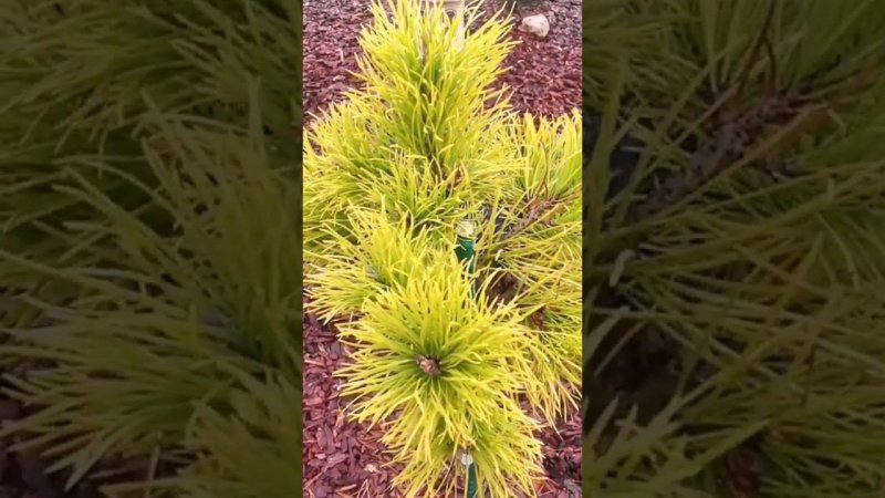 Сосна скрученная Чиф Джозеф(Pinus contorta Chief Joseph)на штамбе! Золото Осени!