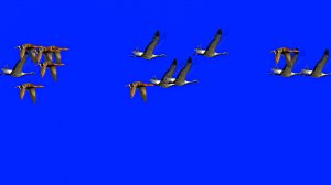 Хромакей Осень! Птицы улетают на ЮГ от Киностудии Мудрого Кота Тимофея!