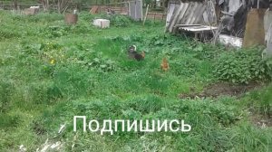 КУРИЦА ЗОВЕТ ПЕТУХА