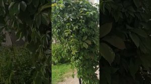 Лавровый венок.