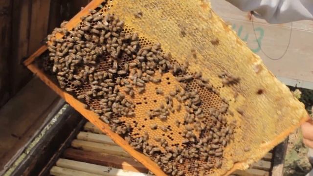 продам маток и пчел карника на медозборе смотреть онлайн