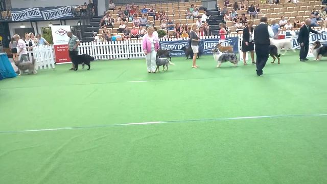 FCI Gr 1 Neumünster CACIB 2016