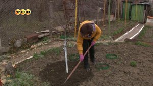 Уход за сливой - 6 соток