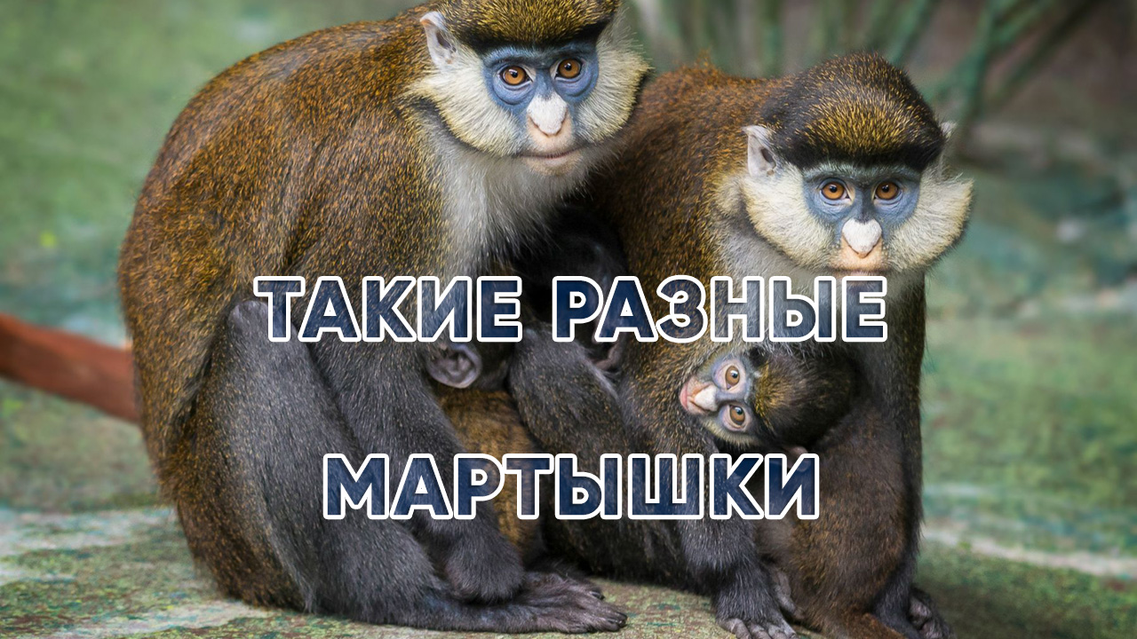 А сколько видов мартышек знаете вы? смотреть онлайн