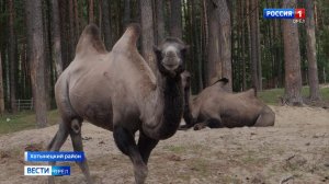 Животные Орловской области стали одними из ее достопримечательностей