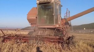 Сбор пшеницы на ферме в Сибири и ремонт комбайна: обычный день от рассвета до заката