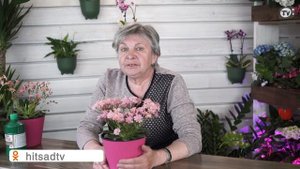 Левизия в Саду ? Посадка и Уход ? Советы От Хитсад ТВ