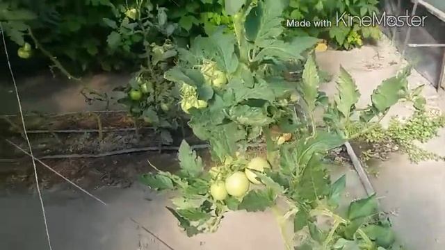 Миф или реальность.Выращиваем томаты собранные F1 смотреть онлайн