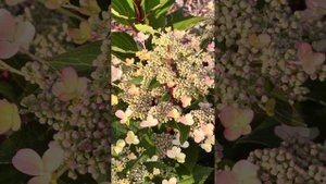 Гортензия метельчатая ЭРЛИ ГАРРИ