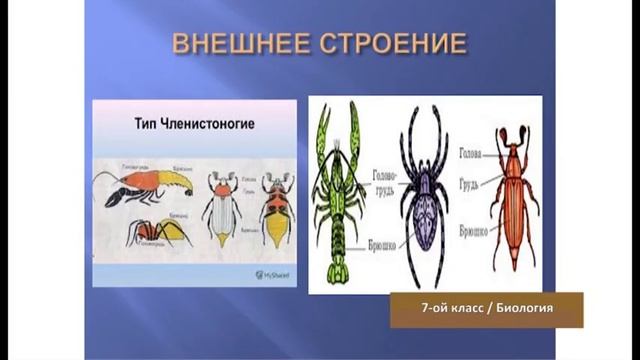 “Dərs vaxtı”: 7-ci sinif dərsləri ( rus bölməsi) (17.03.2020) смотреть онлайн
