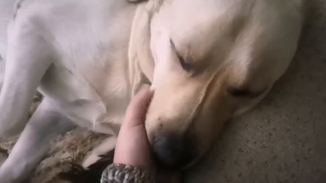 Жизнь прекрасна... смотреть онлайн