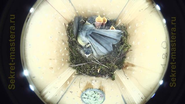 Птенцы синицы в скворечнике девятый день жизни / Таймлапс наблюдение за птицами смотреть онлайн