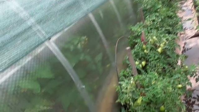 Лучшие Томаты! Ульраскороспелый Томат "РЕНЕТ" Всегда Поспевает Первым! смотреть онлайн