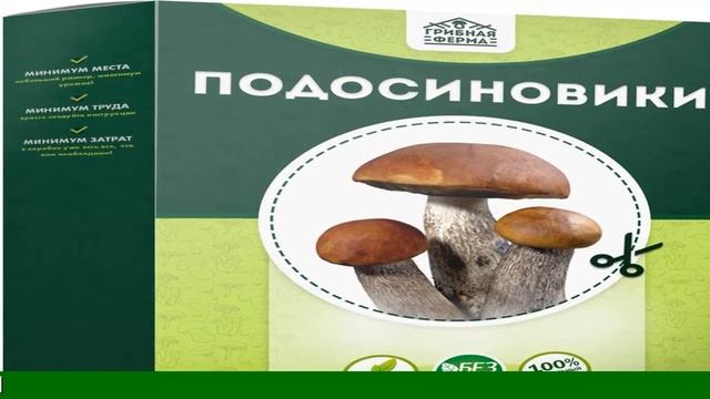 Домашняя Грибница Москва смотреть онлайн