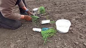 Посадка рассады лука "Эксибишен" в грунт