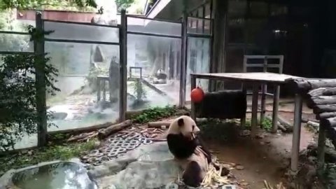 VLOG Китай. Панды. Красная панда / China. Pandas. Red panda