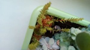 Эхеверия. Цветение / Echeveria plant in flower