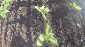 Работа прополочной бороны КРИ на пропашной культиватор.