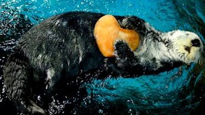 Семейство куньи полная экскурсия