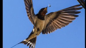 Почему ласточки летают низко?