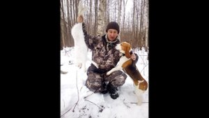 Охота с биглем. Выход 21.12.19 г.