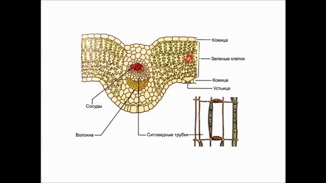 Ботаника. Лист смотреть онлайн