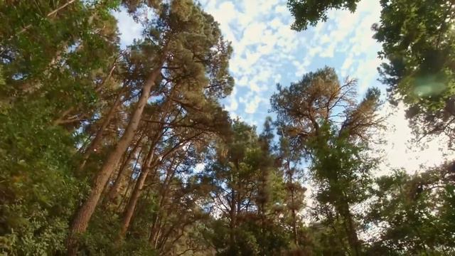 "Гармония Природы: Расслабляющие звуки и виды природы для глубокого релакса"