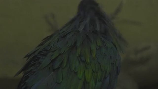 【4K】SONY FDR-AX700【Test Footage】 смотреть онлайн